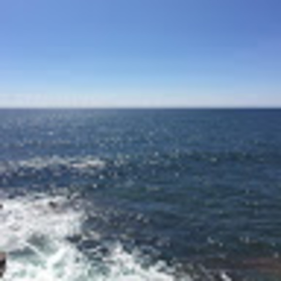 Meet your Posher, Oscar - Picture 1 of 1